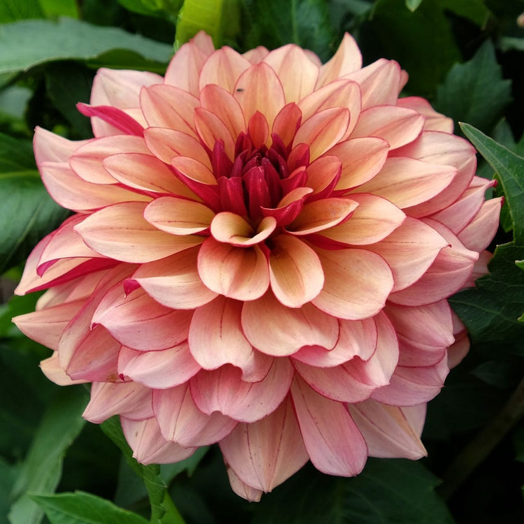 Dahlia Waterlily Creme de Cognac