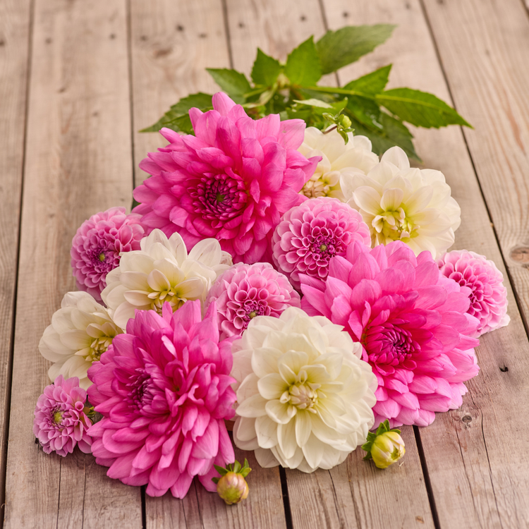 Dahlia Assorted Rose Glow Collection
