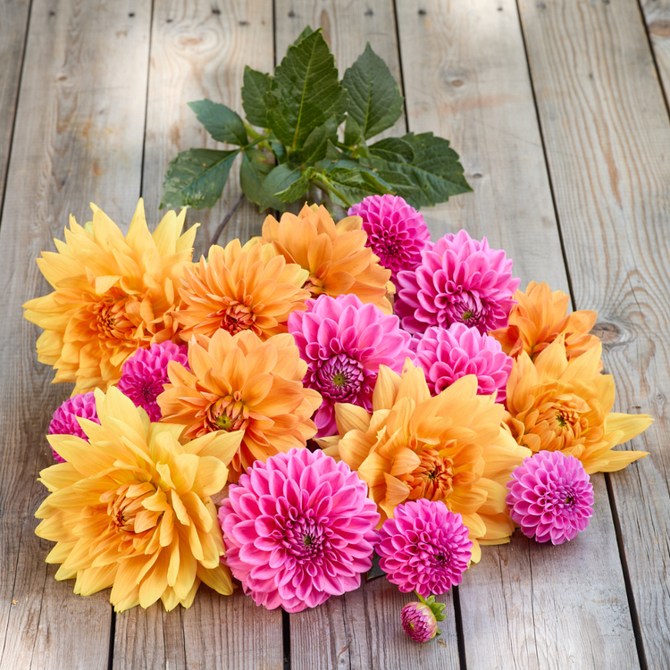 Dahlia Assorted Horizon Glow Collection