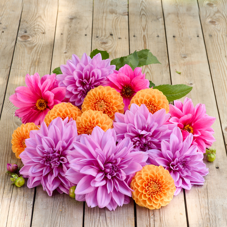 Dahlia Assorted Enchantment Collection