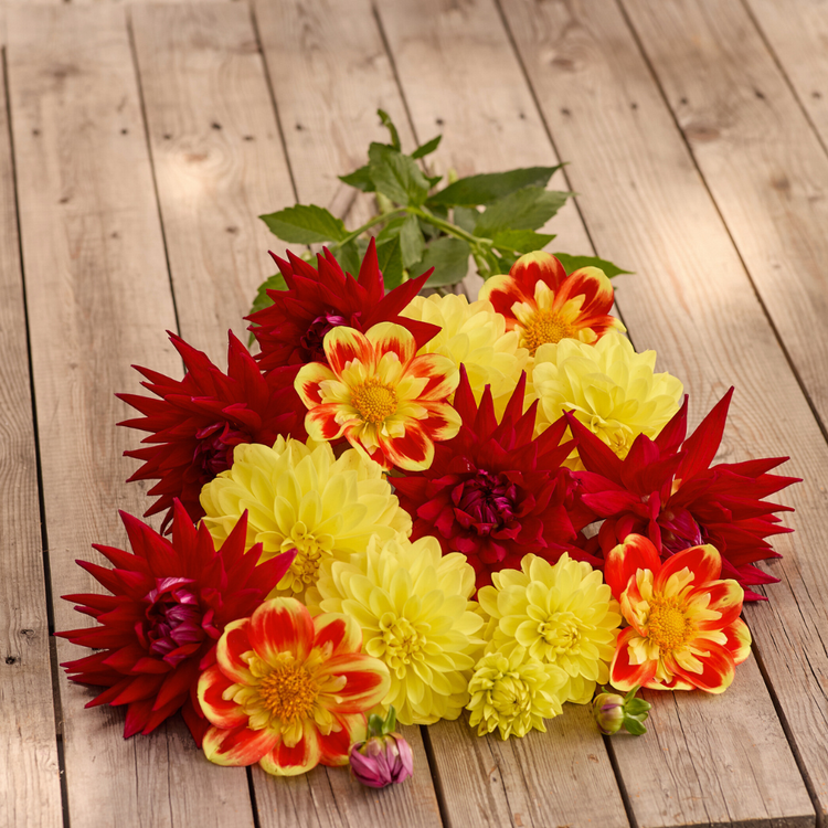 Dahlia Assorted Golden Glow Collection