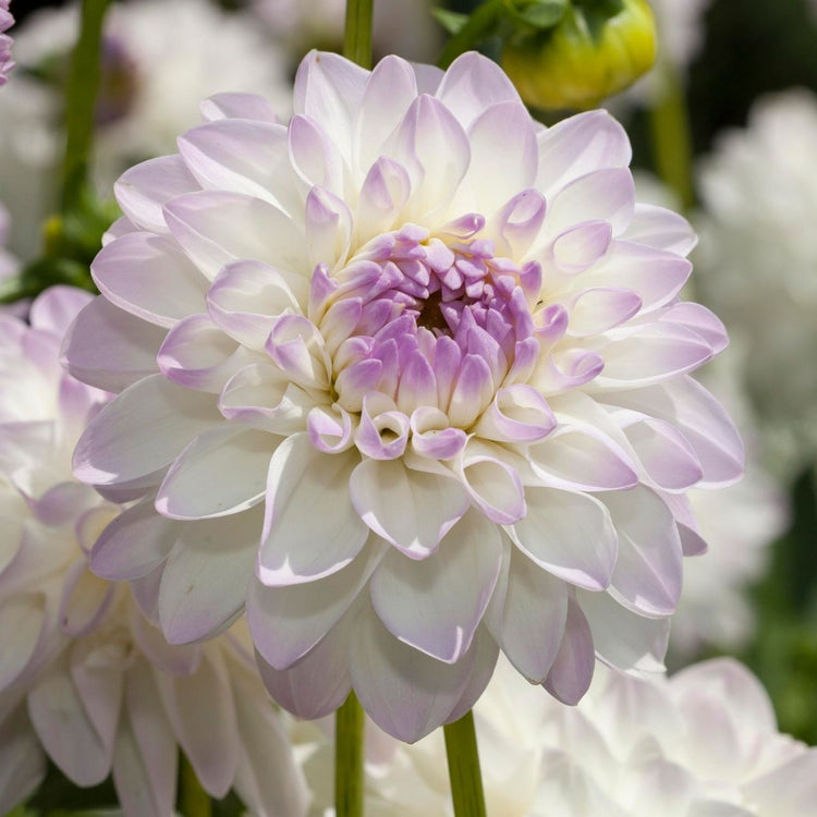 Dahlia Decorative Eveline
