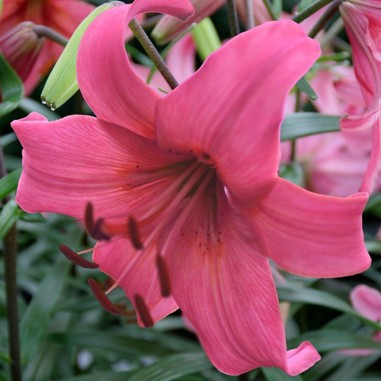 Lily Asiatic Pink Flight (Fall)