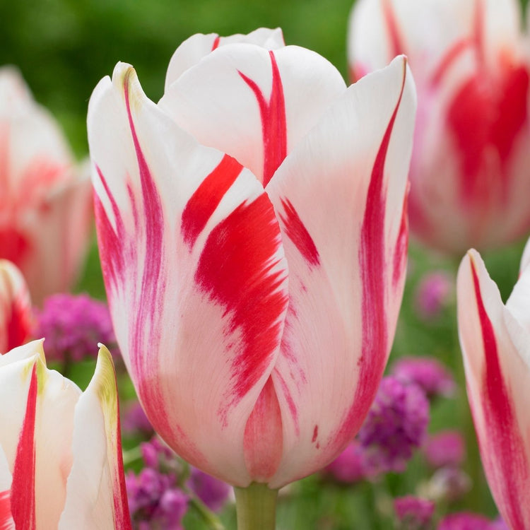 Tulip Single Late Sorbet