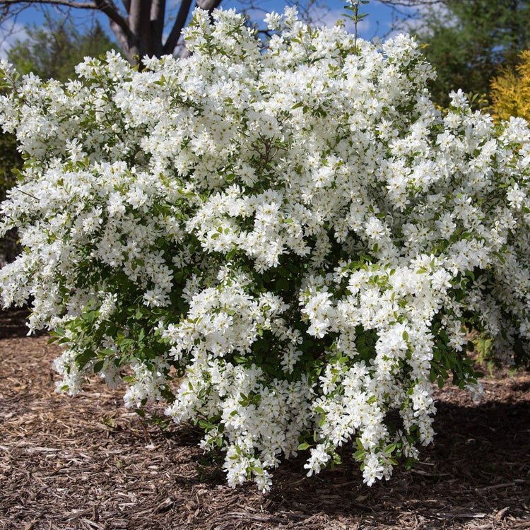 Exochorda X Macrantha Lotus Moon