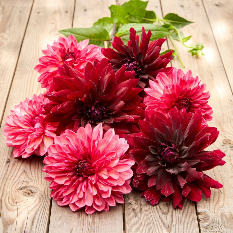 Dahlia Decorative Bacardi & Rip City