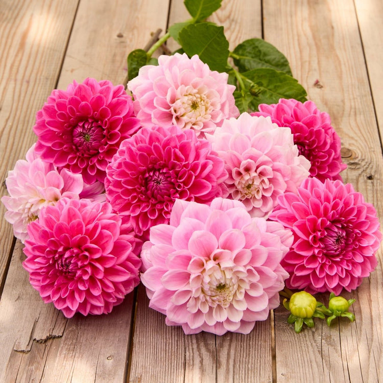 Dahlia Assorted Sweet Love & Sandra