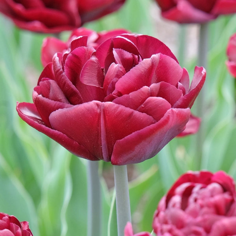 Tulip Double Late Canyon