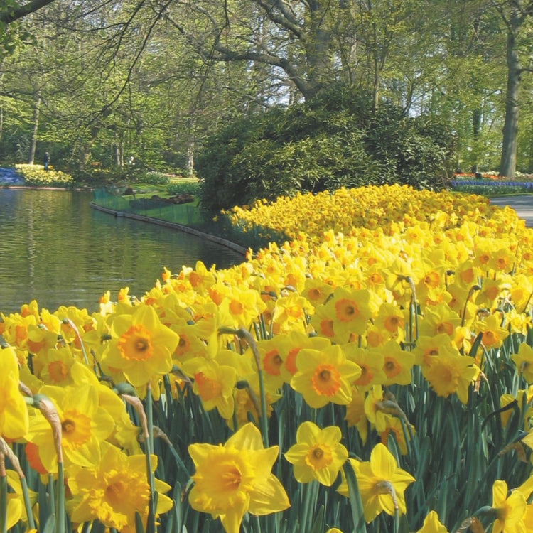 Daffodil Large Cupped Fortune - Bulk Offer