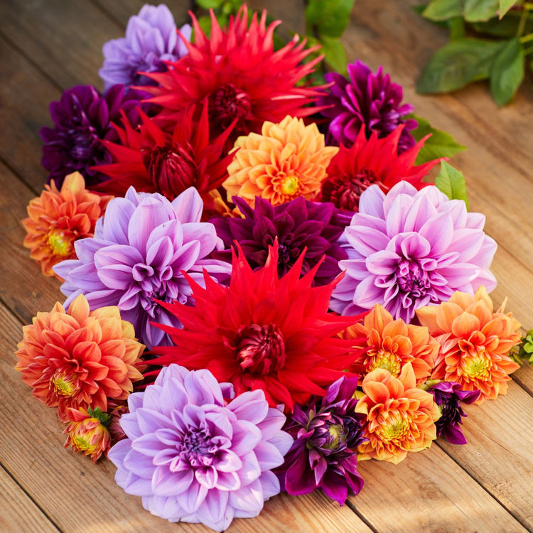 Dahlia Assorted Mulberry Mango Collection