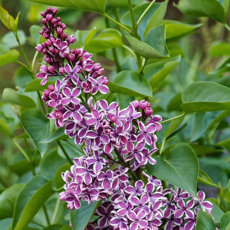 Syringa Vulgaris Sensation