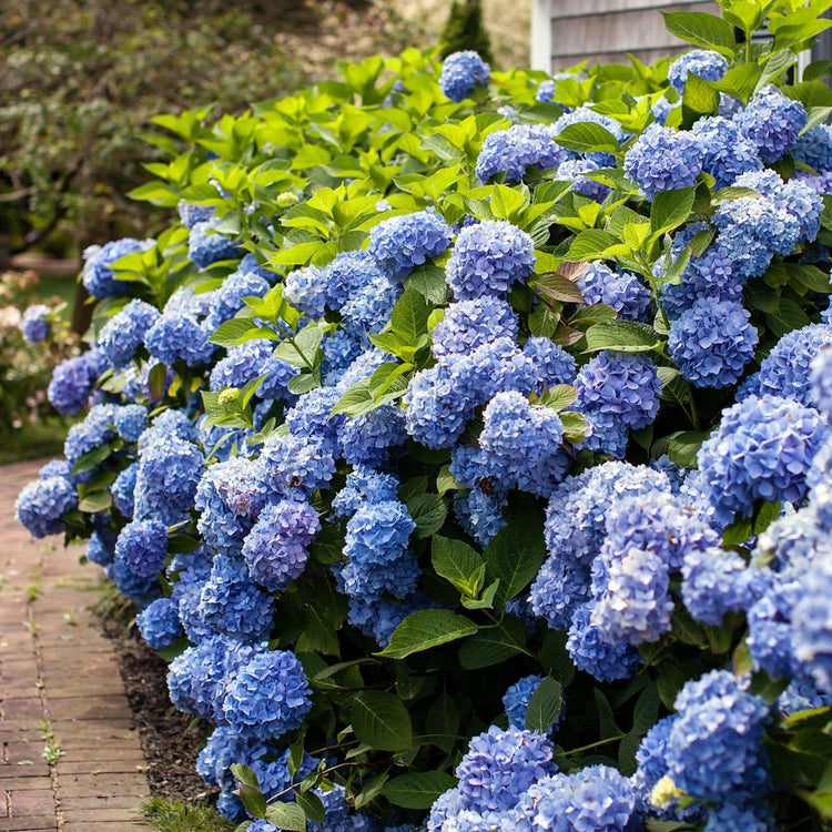 Hydrangea Macrophylla Endless Summer