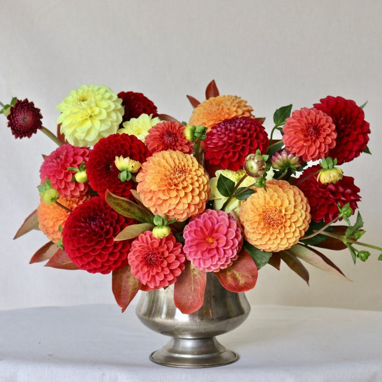 Dahlia Assorted Flirty Fleurs Cuenca Collection