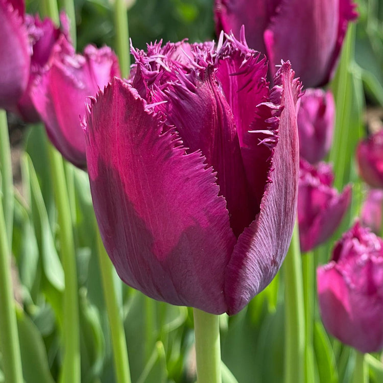 Tulip Fringed Curly Sue