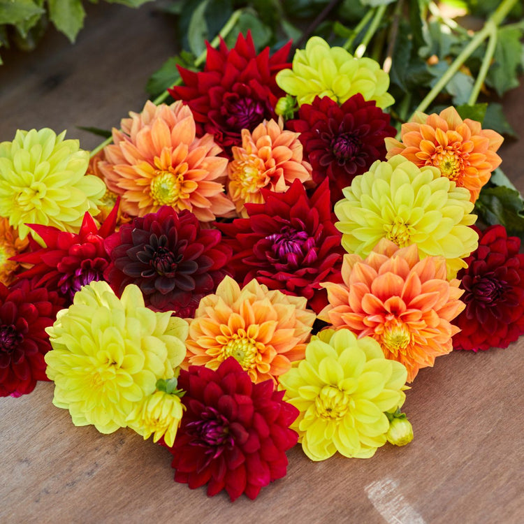 Dahlia Assorted Sangria Collection