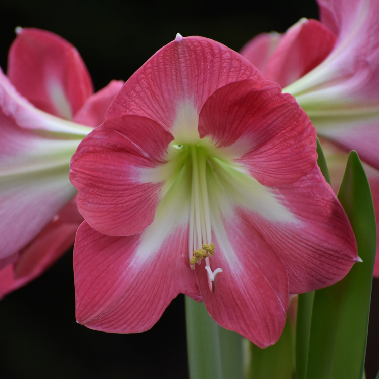 Amaryllis Single Cape Horn
