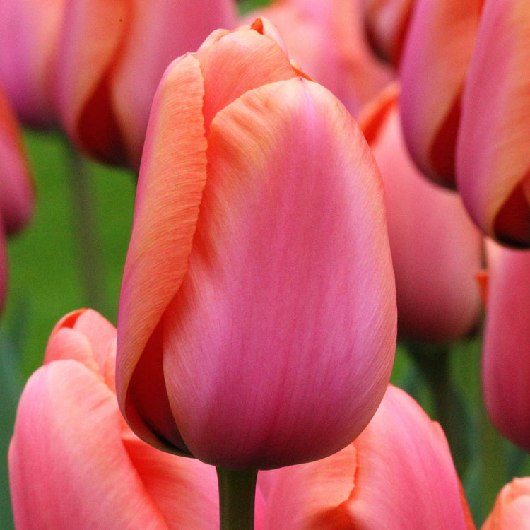 Tulip Darwin Hybrid Apricot Impression