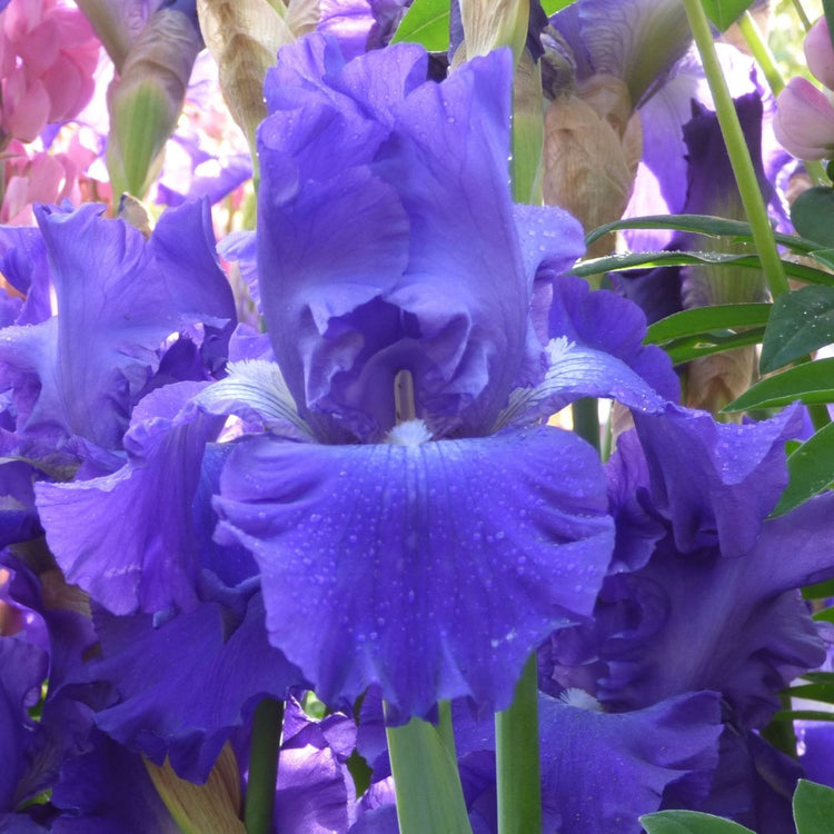 Bearded Iris Stellar Lights