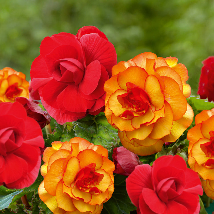 Begonia Upright Double Roseform Scarlet & Picotee Sunburst