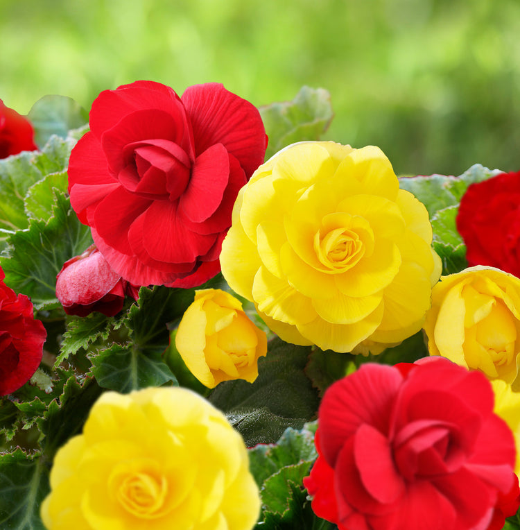 Begonia Upright Double Roseform Scarlet & Yellow