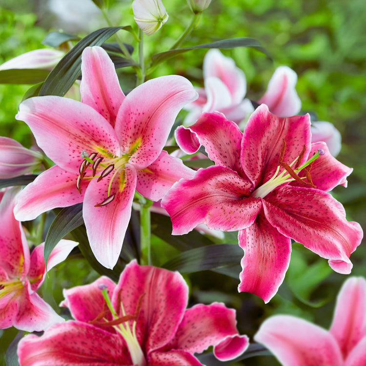 Lily Oriental Corvara & Marlon