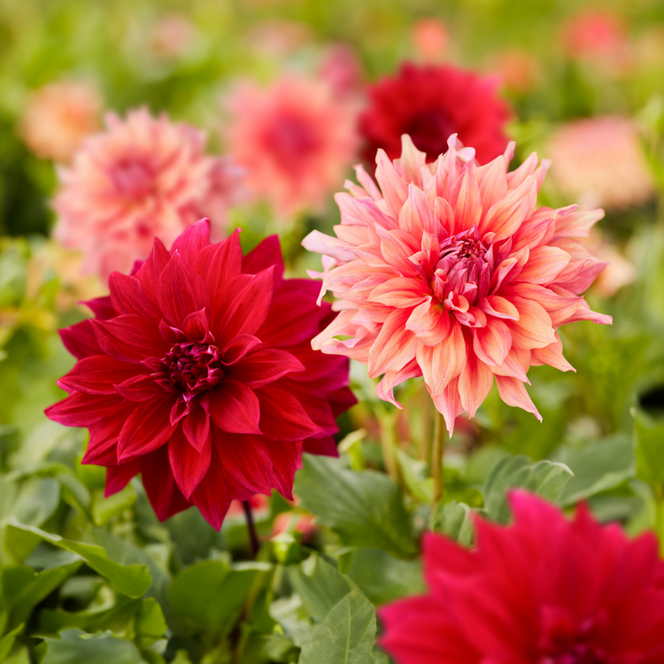 Dahlia Dinnerplate Belle of Barmera & Babylon Red