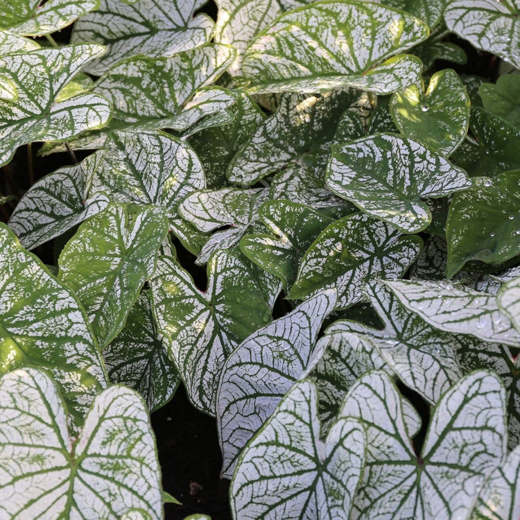 Caladium Fancy White Christmas