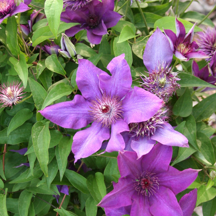 Clematis Multi Blue