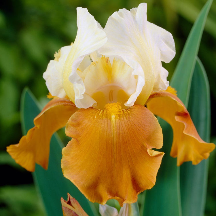 Bearded Iris Germanica Fall Fiesta