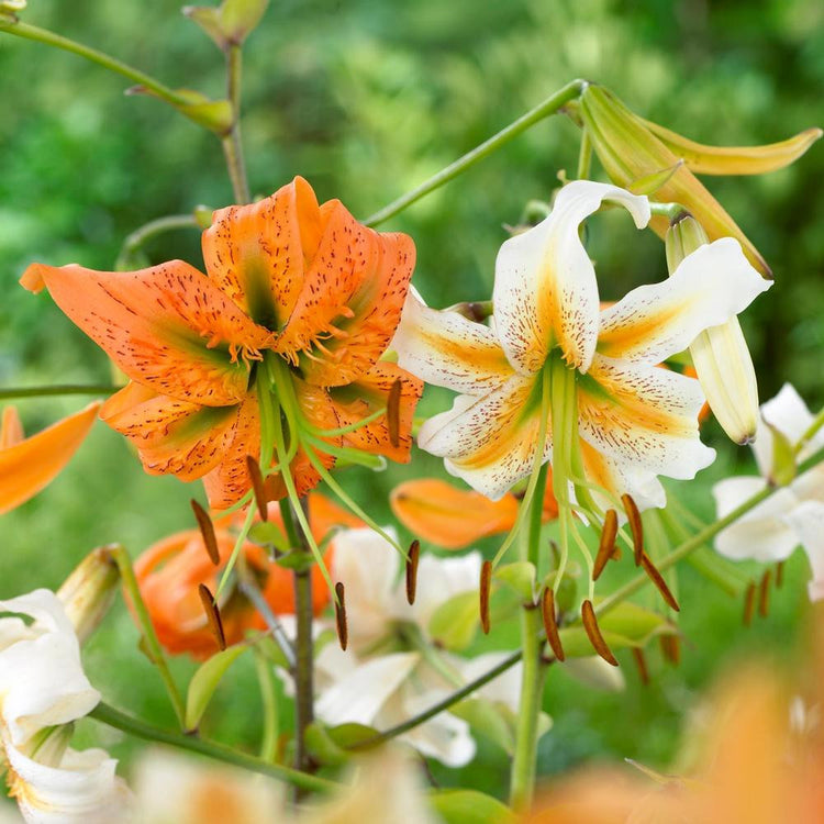 Lily Species Henryi & Lady Alice (Spring)