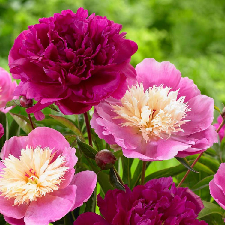 Peony Lactiflora Bunker Hill & Bowl of Beauty