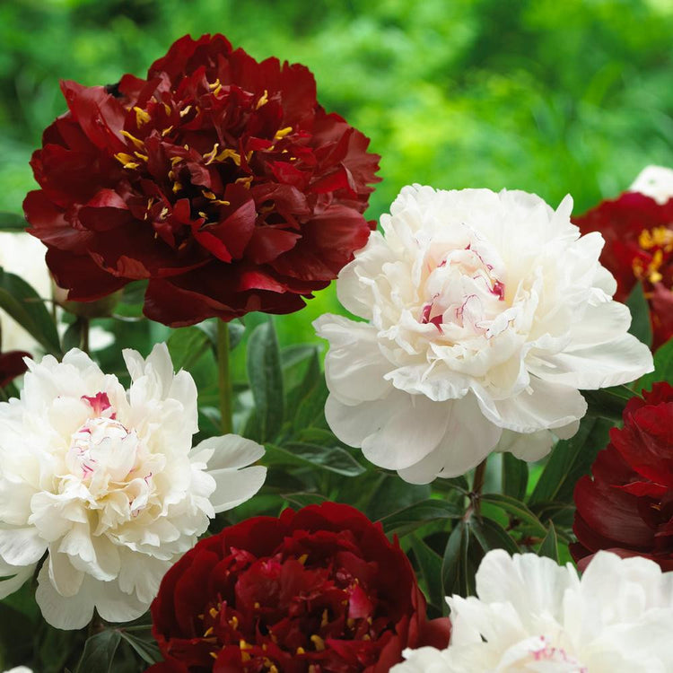 Peony Lactiflora Buckeye Belle & Festiva Maxima