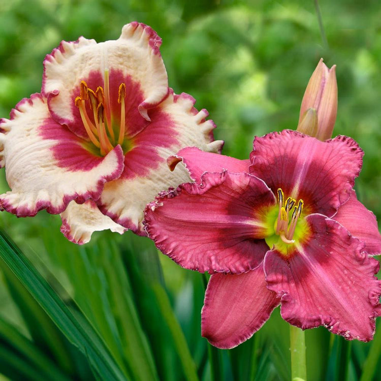 Daylily Russian Ragtime & Ageless Beauty