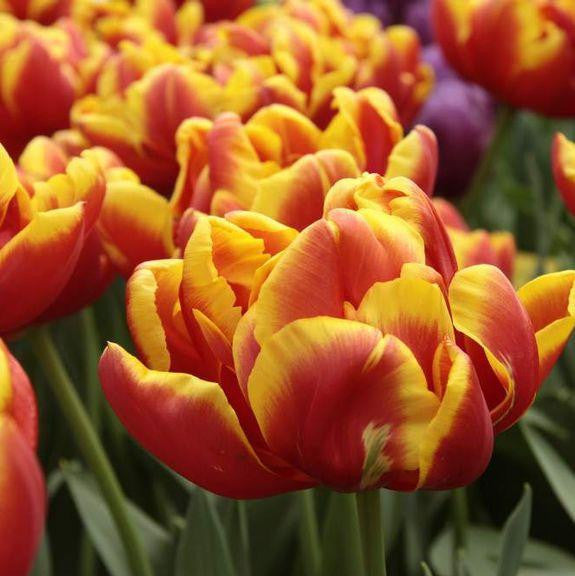 Tulip Double Early Cilesta