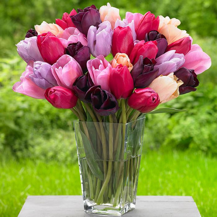 A large bouquet of Purple Lady Mix triumph tulips in colors of pink, lavender, rose and burgundy.