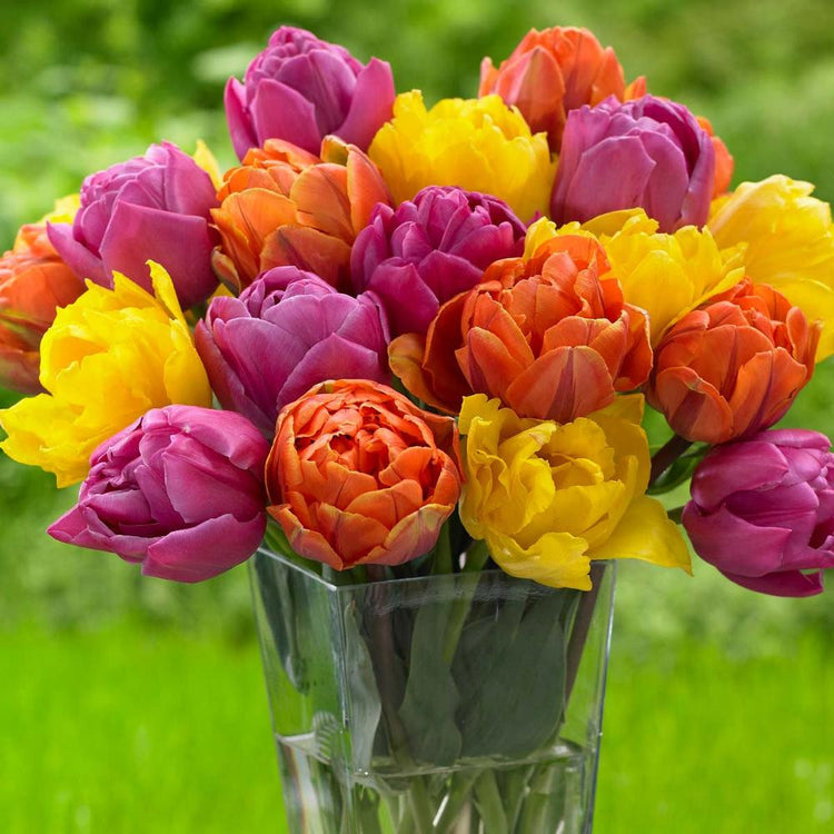Pippa Mix double late tulips in a vase featuring a blend of yellow, red and purple flowers.