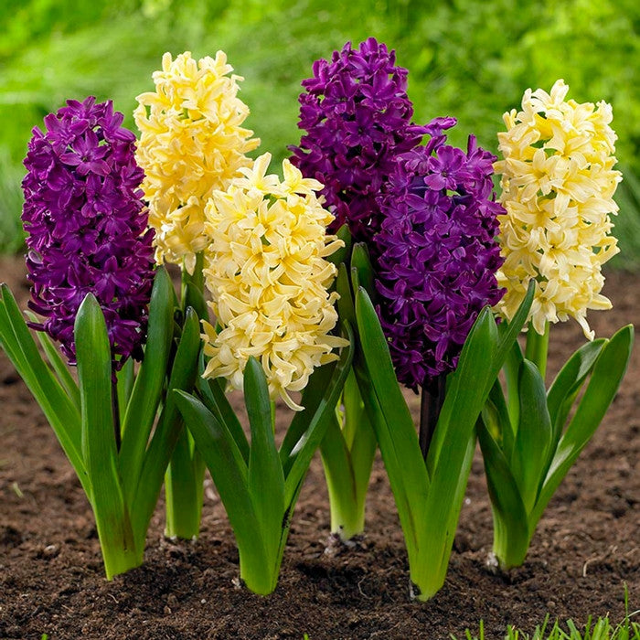 Hyacinth Orientalis City of Haarlem & Woodstock