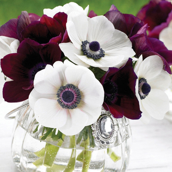 Anemone De Caen Black Eye & Bordeaux (Spring)