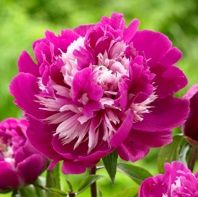 Peony Lactiflora Celebrity (Spring)