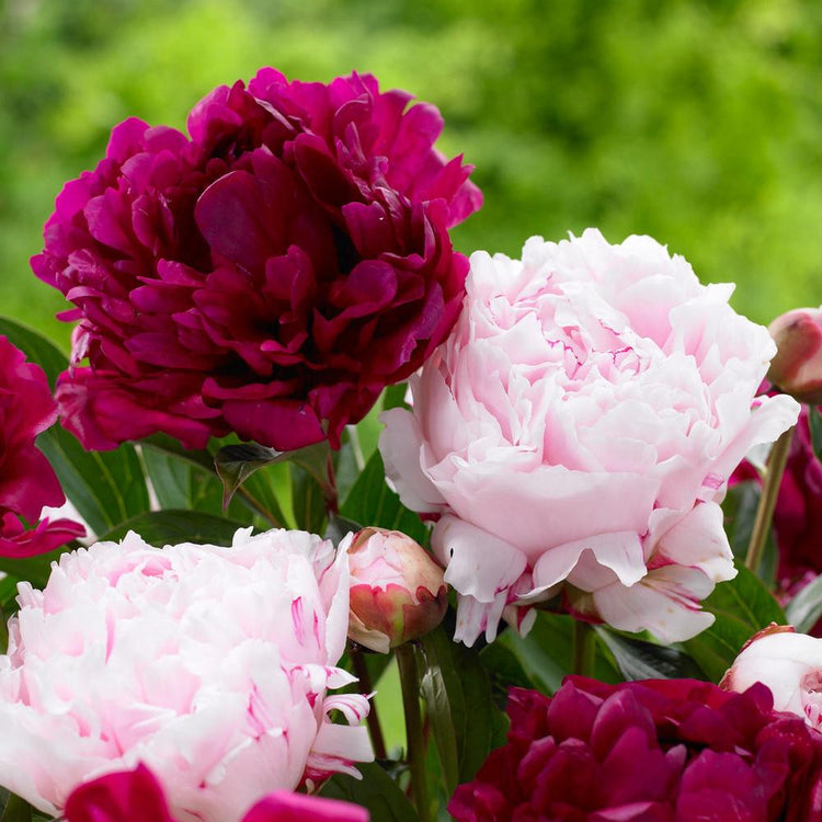 Peony Lactiflora Sarah Bernhardt & Felix Crousse