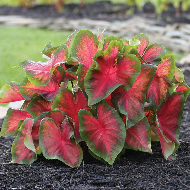 Caladium Fancy Postman Joyner