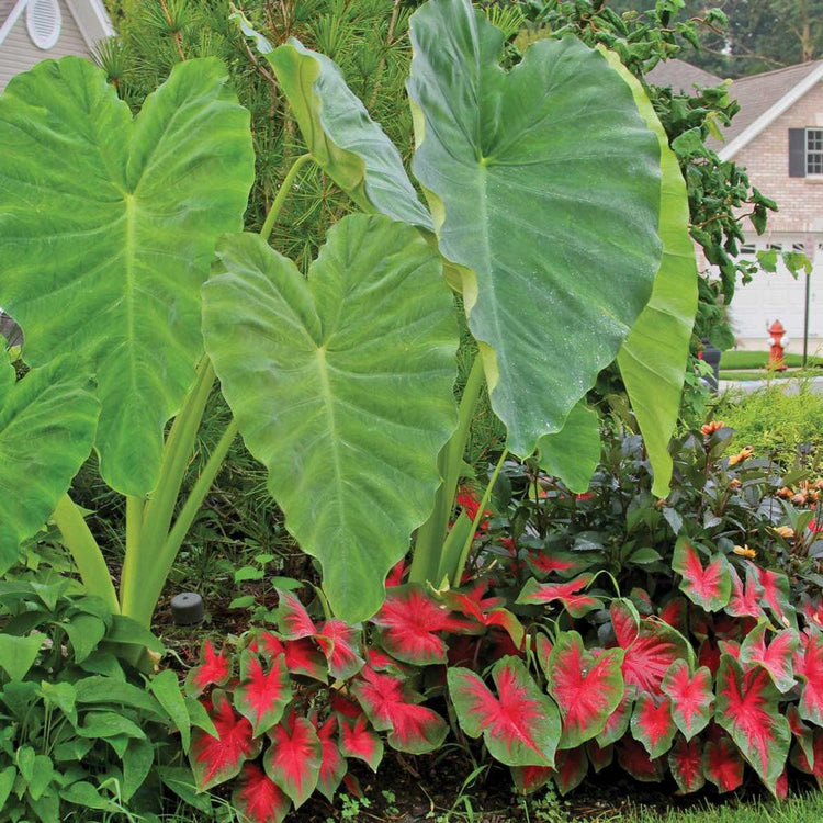 Flower Bulb Assorted Elephant Ear Esculenta & Caladium Florida Cardinal - Border Collection