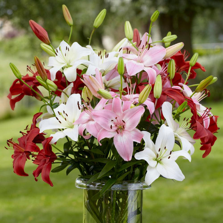 Lily Asiatic Summer Wine Mix (Spring)