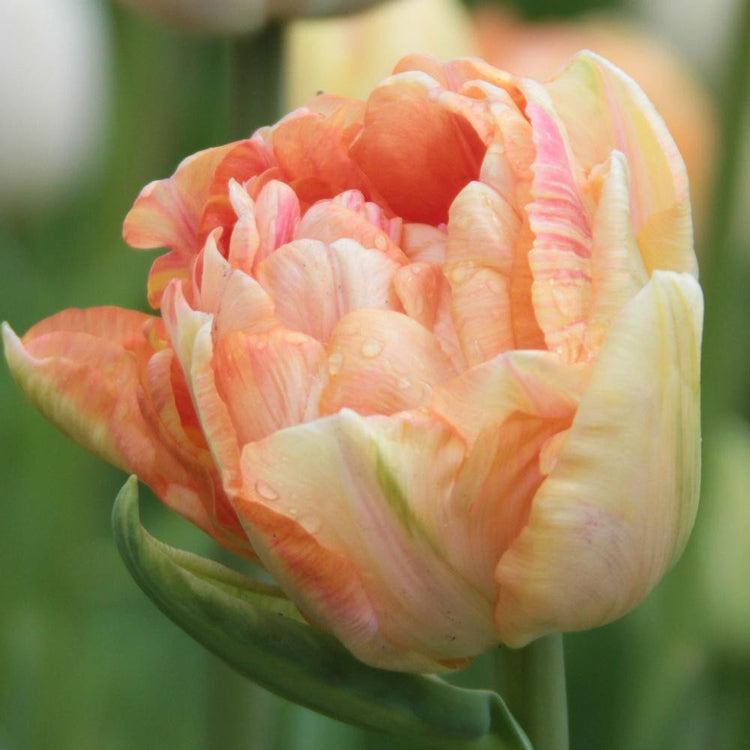 Tulip Double Late Orange Angelique