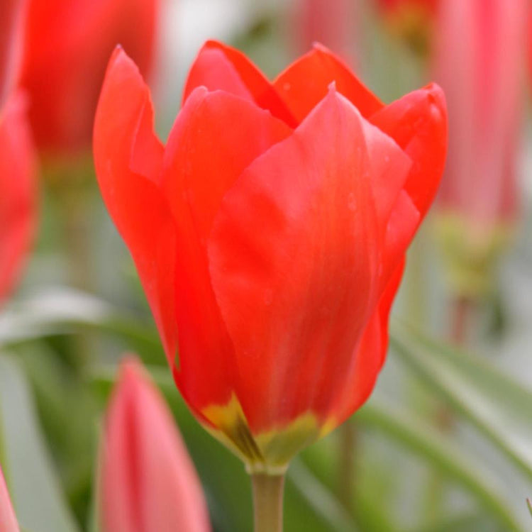 Tulip Fosteriana Red Emperor