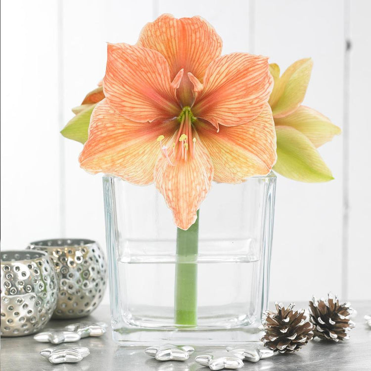 Amaryllis Single Exotica