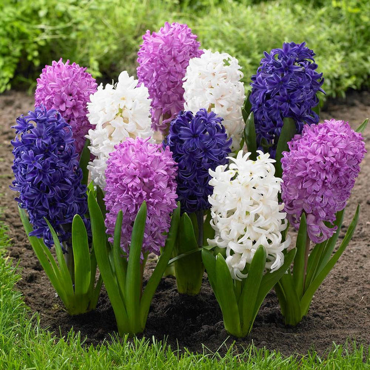 Hyacinth orientalis Moonbeam Mix, featuring white, pink and deep purple hyacinths blooming in a spring garden.