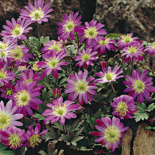 Anemone Blanda Pink Star