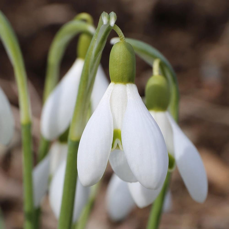 Galanthus Ikariae Snowdrops