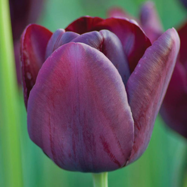 Tulip Single Late Queen of Night